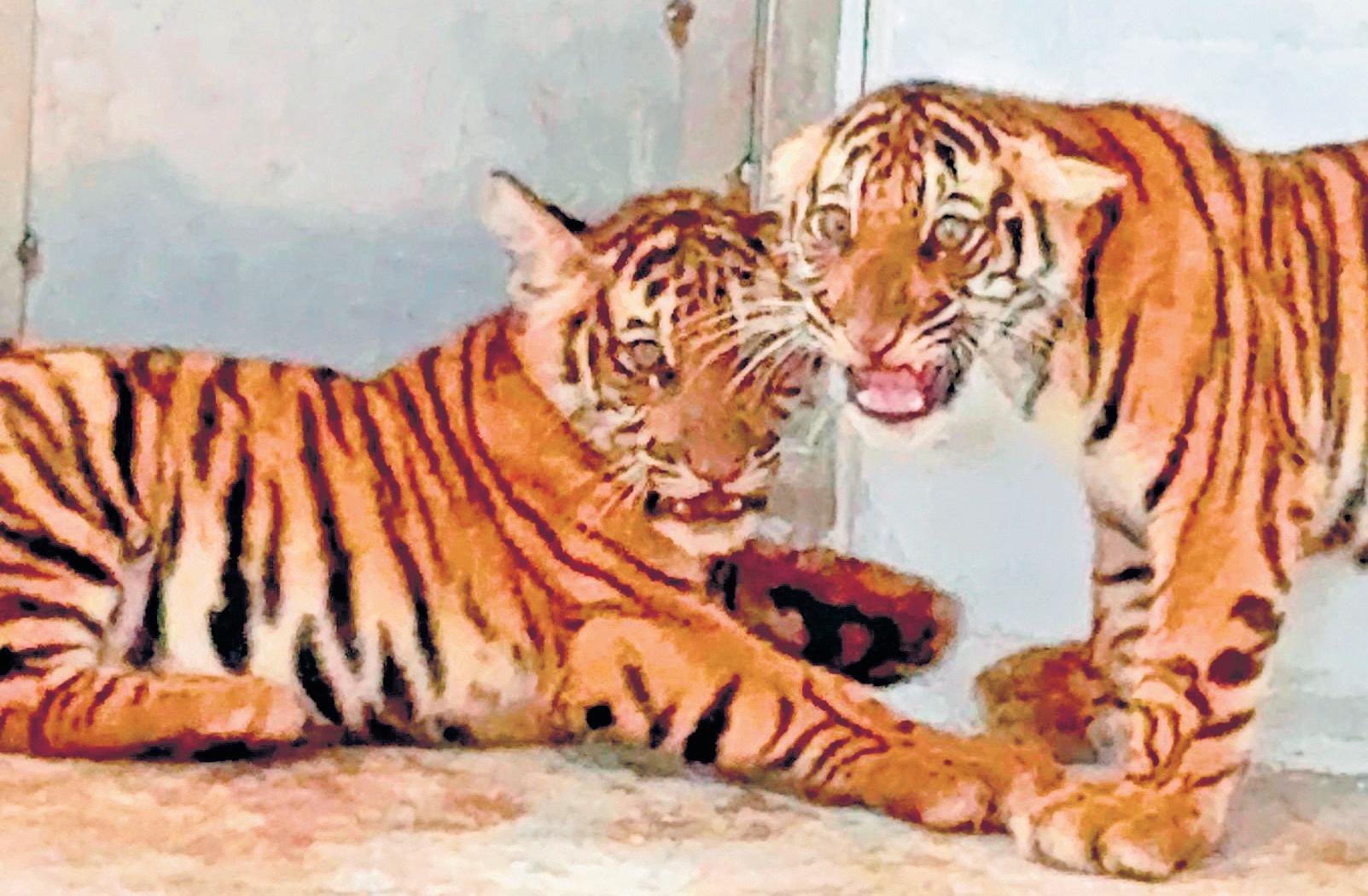 4 tiger cubs rescued in Hunsur, united with mom