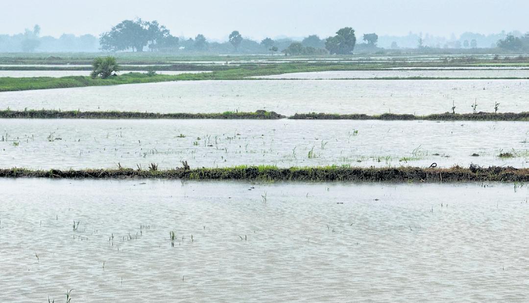 Ditwah aftermath: Four killed in TN, 56K ha of paddy inundated