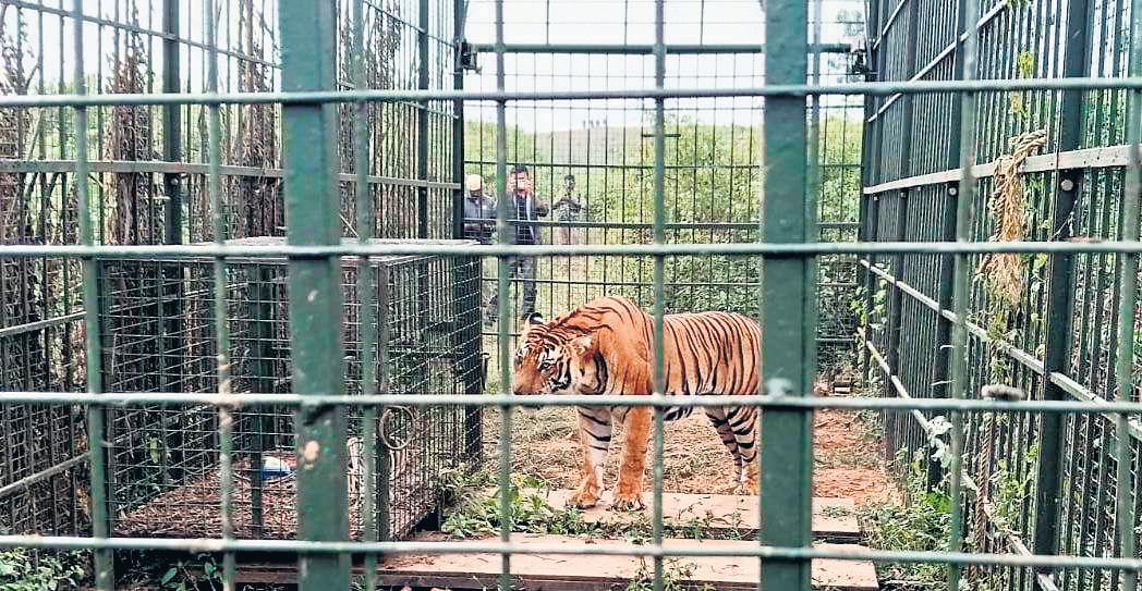 In a first, tiger caught in TN shifted, released without sedation