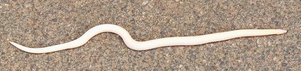 RARE SNAKE SPOTTED ON NILGIRIS ROAD