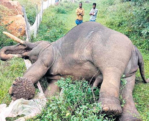 Tusker touches illegal power fence, dies