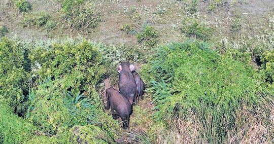 Three tuskers enter IT park, forest staff struggle to send them off