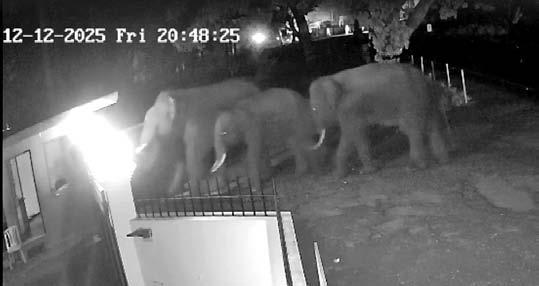 Wild elephants leave Kovai IT park, spotted on hillock
