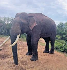 'Missing' elephant Rivaldo spotted near Mudumalai