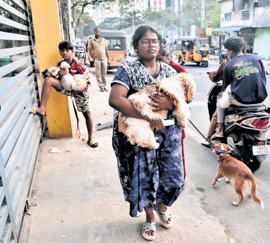 GCC's microchipping drive ends, only 54% of registered pets issued licence