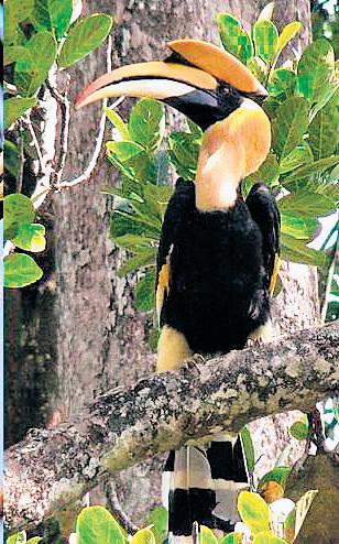 TN to survey hornbill population across three Kovai tiger reserves
