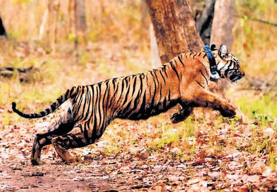 Tiger census from Jan 5, to cover co-predators & preys