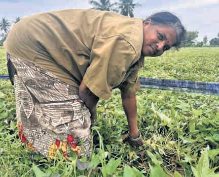 Fields that feed festivals