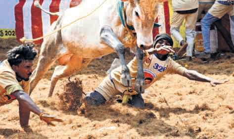 WHEN THE ARENA CALLS, PASSION OUTLIVES LOSS