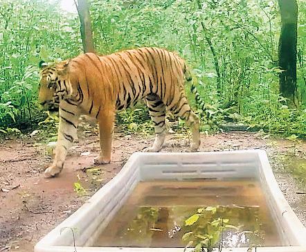 Tiger returns after decades, marks 9-month stay in Gujarat sanctuary