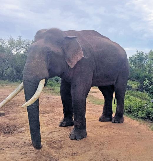 'Missing' elephant Rivaldo spotted near Mudumalai