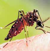 Indian dengue vaccines, affordable treatment in coming years: Experts