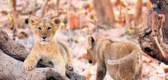 4 cubs dead, 17 lions isolated amid infection scare