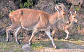 TN’s Nilgiri tahr population up 4.6% from 2025