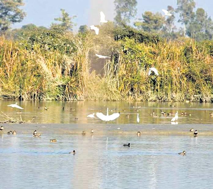 Himalayan snowfall heralds arrival of migratory birds in U’khand wetlands