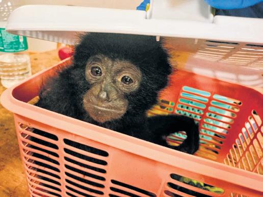 Chennai emerging as key node in illegal Gibbon trade