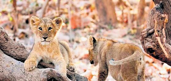 4 cubs dead, 17 lions isolated amid infection scare