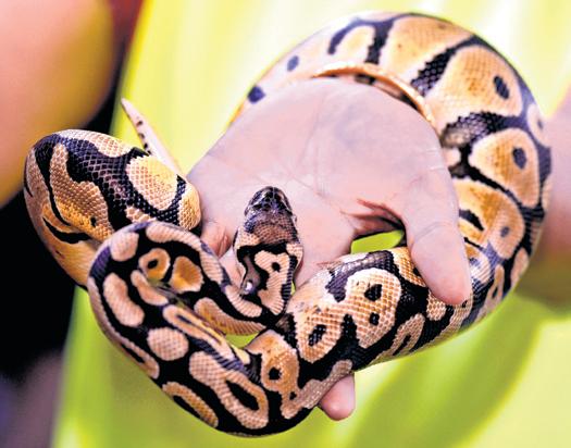 Chennai gang behind trafficking of exotic Thai wildlife to Mumbai