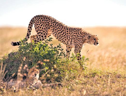 A ‘frozen’ sperm bank of hope in the race to save cheetahs