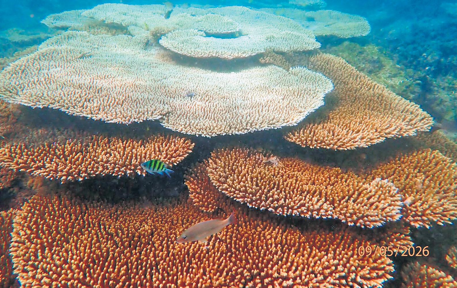 Amid El Nino threat, coral reefs show resilience despite rising sea temperature