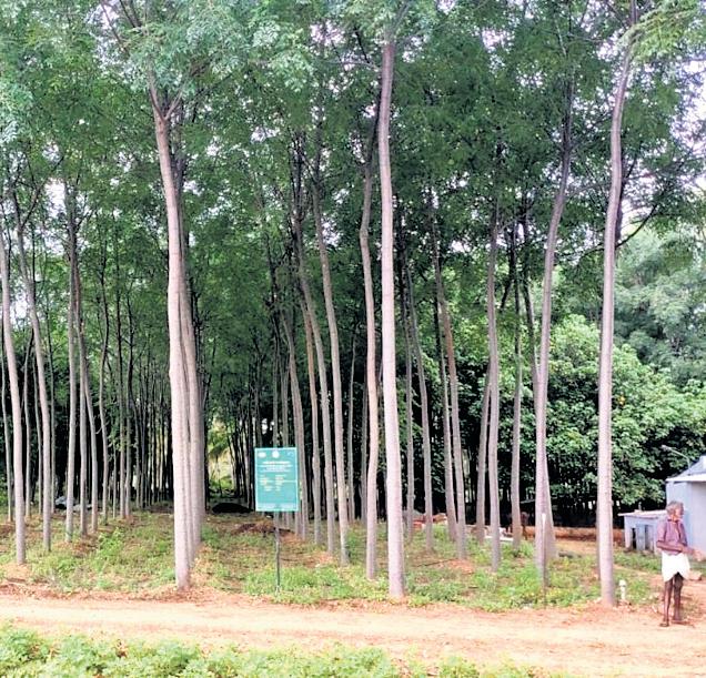 Agroforestry policy to promote cultivation of high-value trees