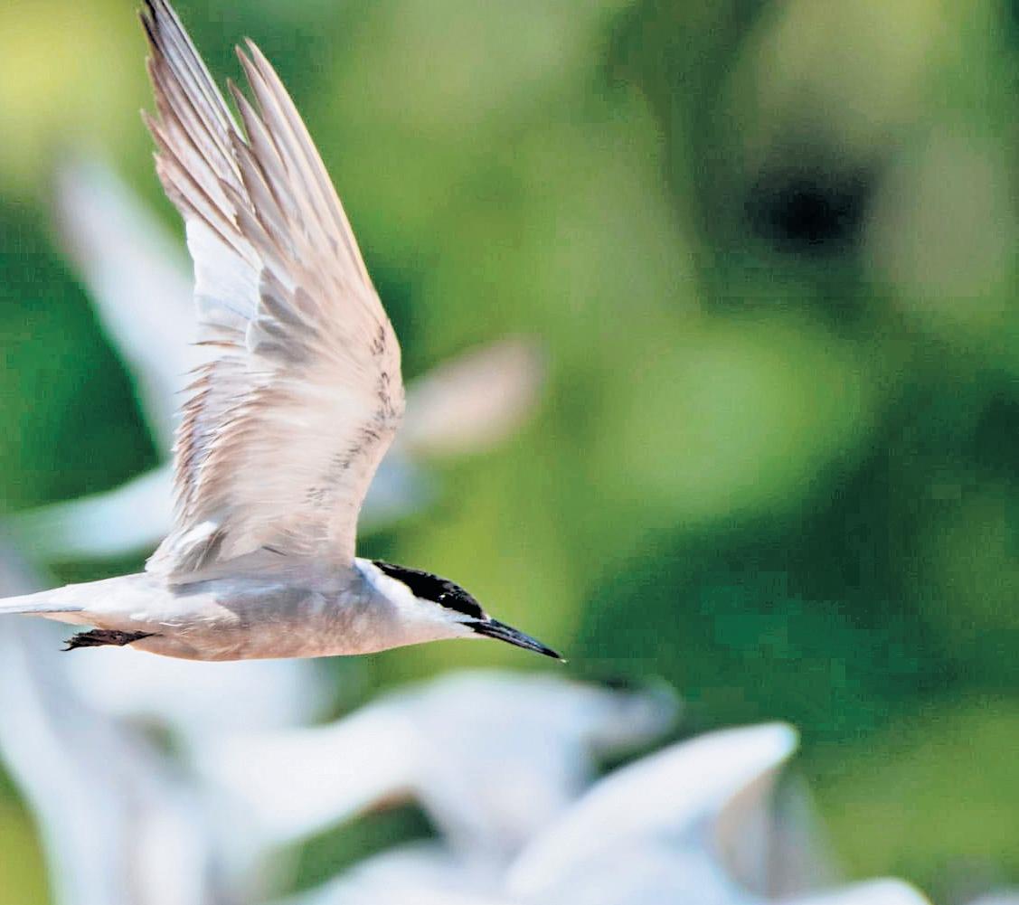 Arctic tern makes pit stop in Puthalam on 70,000km trip between north & south poles