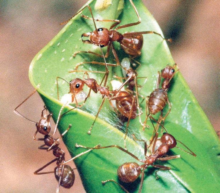 Where have all the ants gone from our urban landscapes?