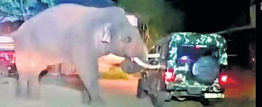 Forest staff under fire for chasing jumbo with siren