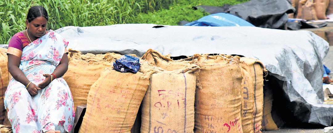 Bumper harvest on cards, food dept to store paddy in unused govt buildings
