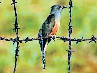 Asian Waterbird Census: Plaintive cuckoo spotted for first time in south TN