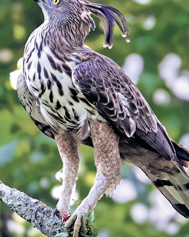 Forest dept to conduct state’s first-ever raptor assessment from Jan 31 to Feb 1
