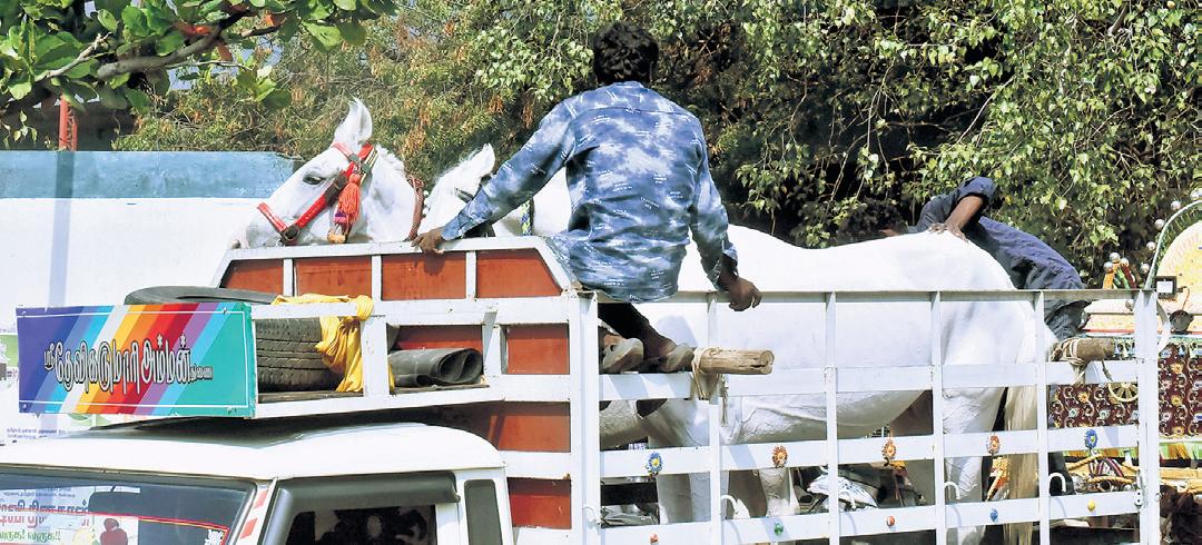 TN frames rules to regulate commercial use of equines