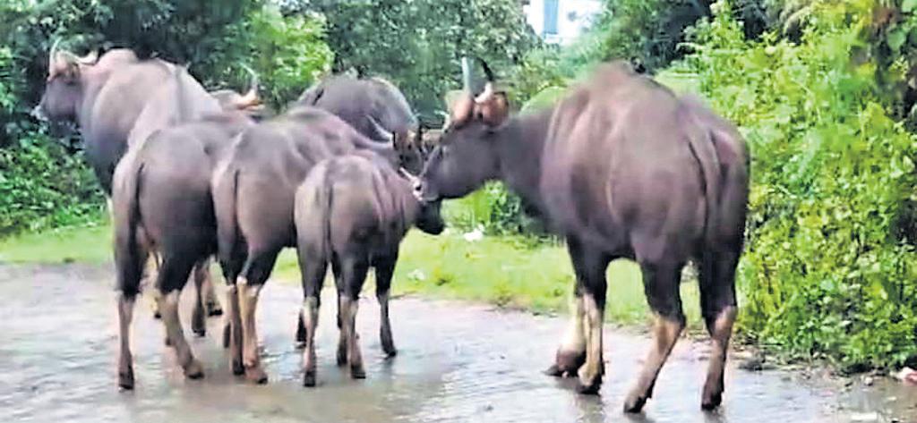 Foresters search for injured gaur as video goes viral