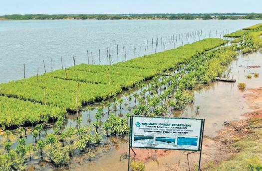 TN technology helps mangrove seedlings survive salinity, tidal onslaught