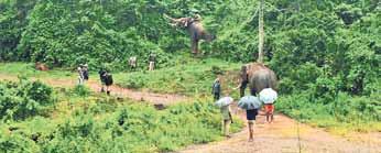 Camp elephants to be shifted from Theppakadu, only four to remain for public viewing