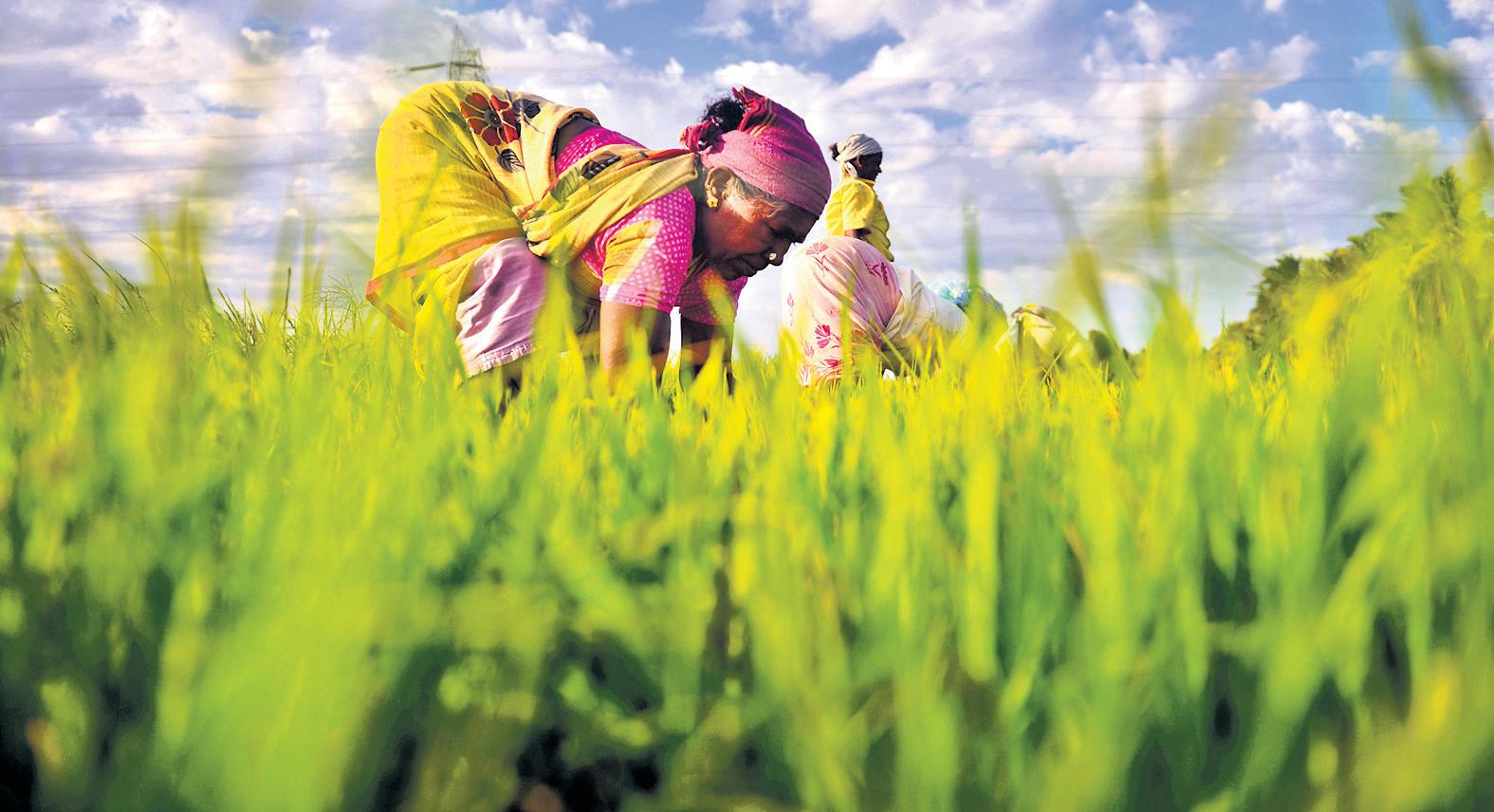 Deadline for insuring samba paddy in 27 districts extended to Nov 30: Min