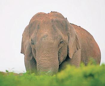 Solar fencing to stop wild elephants from entering villages in J’khand