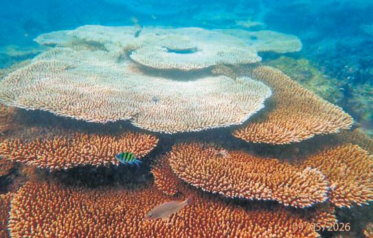 Amid El Nino threat, coral reefs show resilience despite rising sea temperature