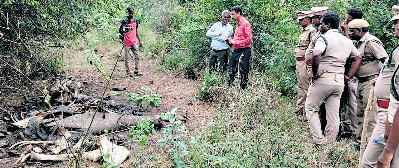 5 jumbo deaths in Pernambut this month, probe on