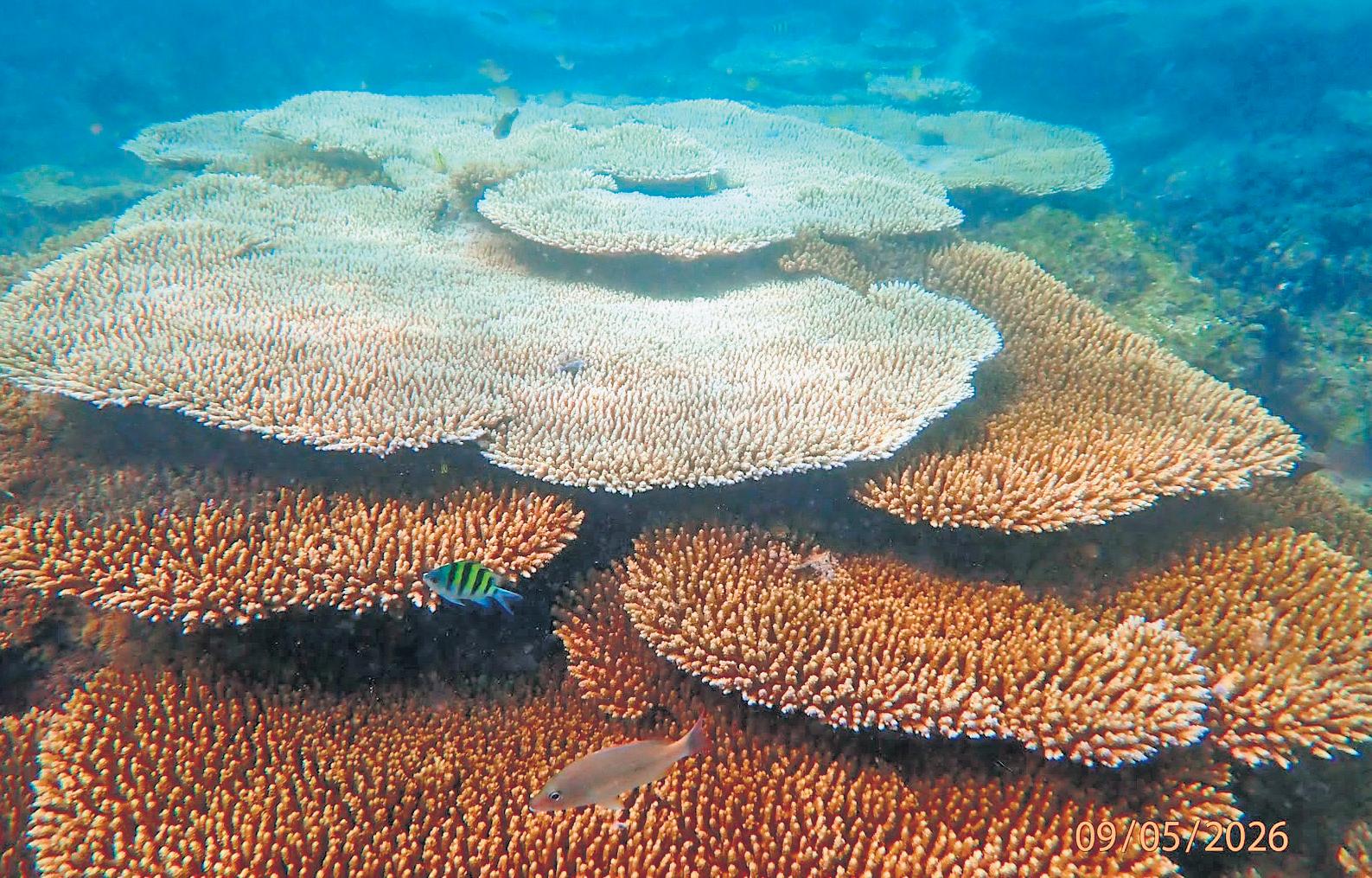 Amid El Nino threat, coral reefs show resilience despite rising sea temperature