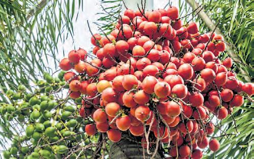 Arecanut cultivation in Karnataka is risky, diversification need of the hour