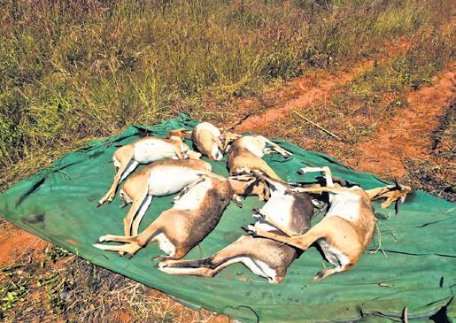 Did bacterial infection kill 28 blackbucks in Belagavi zoo?