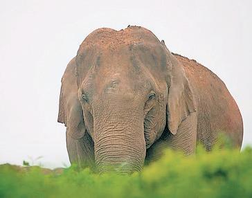 Solar fencing to stop wild elephants from entering villages in J’khand