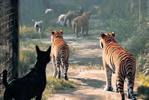 Discipline of compassion: Keep the dogs away from the tigers, please
