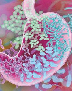 Are artificial sweeteners bad for gut bacteria?