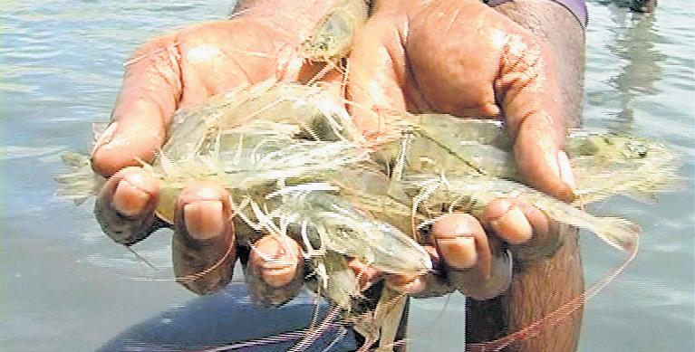 Surge in Vannamei shrimp seed prices hits aqua ryots