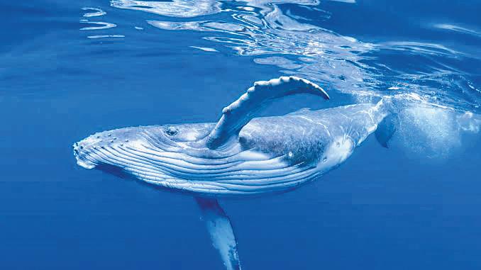 5 mn-year-old graveyard of whales found