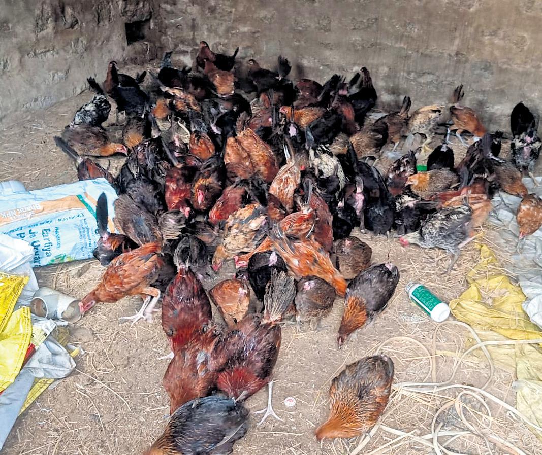 Country chicken chase, chaos & curry