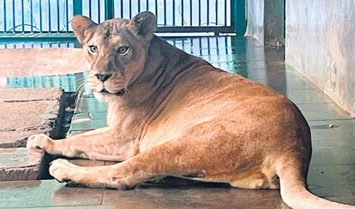 T'Puram Zoo imports medicine from US to treat six-year-old lioness Gracy