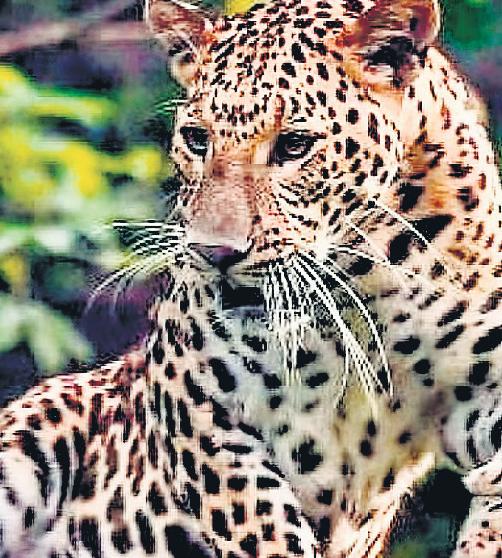 Pushed out by tigers, leopards stray into human dwellings in U’khand